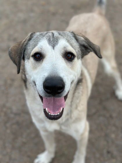 GIBBY - Anatolian Shepherd / Labrador Retriever available for adoption
