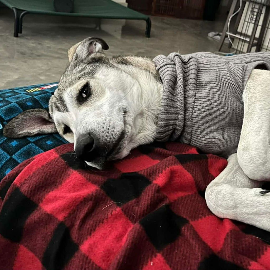 GIBBY - Anatolian Shepherd / Labrador Retriever available for adoption