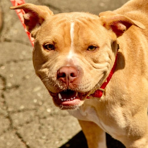 SALETA - Terrier available for adoption