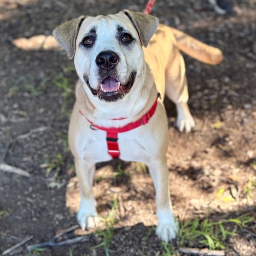 SARAH - Labrador Retriever / Terrier available for adoption