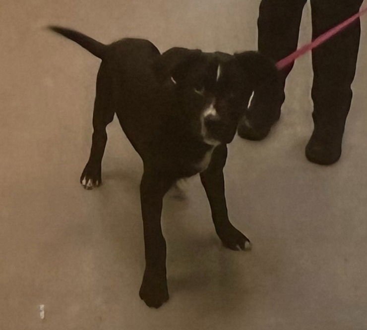 JAMISON - Labrador Retriever available for adoption