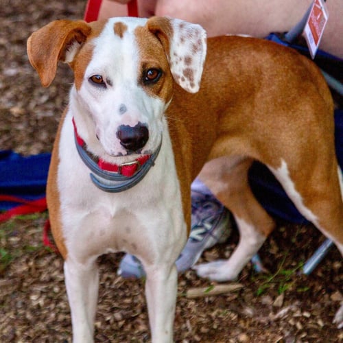 RAQUELLE - Terrier available for adoption