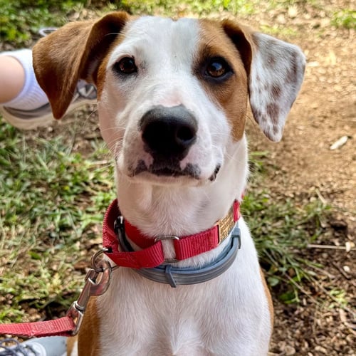 RAQUELLE - Terrier available for adoption