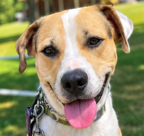 MAX2 - Terrier available for adoption