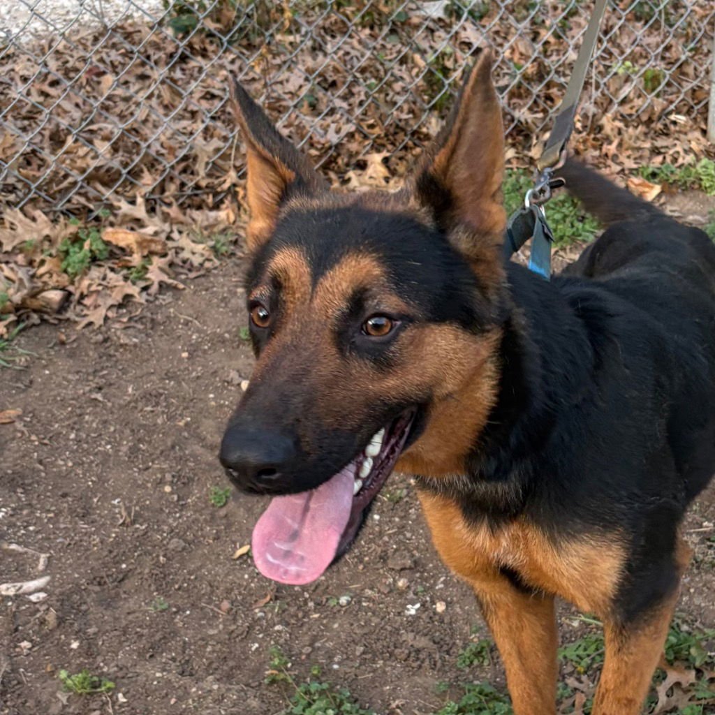 BONNIE - German Shepherd Dog / Terrier available for adoption