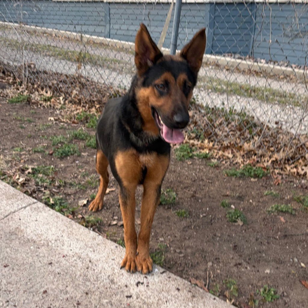 BONNIE - German Shepherd Dog / Terrier available for adoption