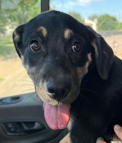PEANUT - German Shepherd Dog / Terrier available for adoption