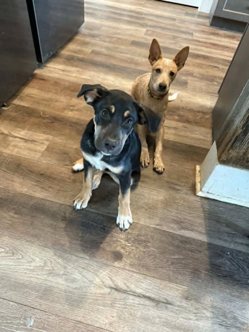 PEANUT - German Shepherd Dog / Terrier available for adoption