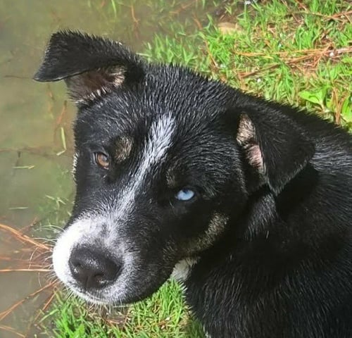 RELLENOS - Retriever / Terrier available for adoption