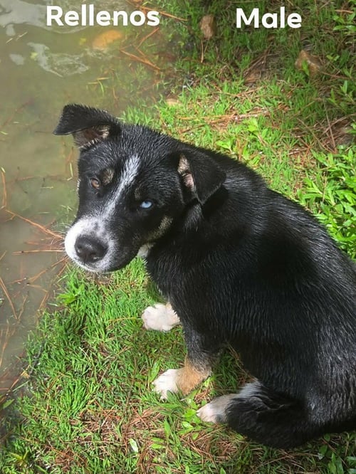 RELLENOS - Retriever / Terrier available for adoption