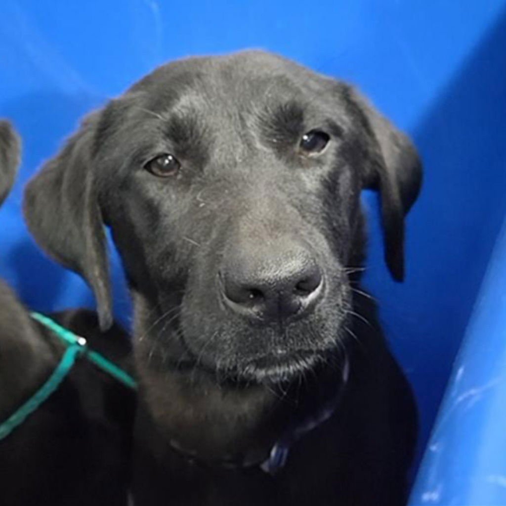 BRENDA - Labrador Retriever / Terrier available for adoption