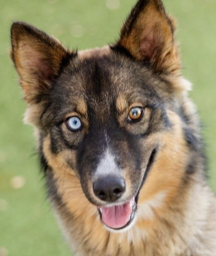 NATALIA - Australian Shepherd / Husky available for adoption