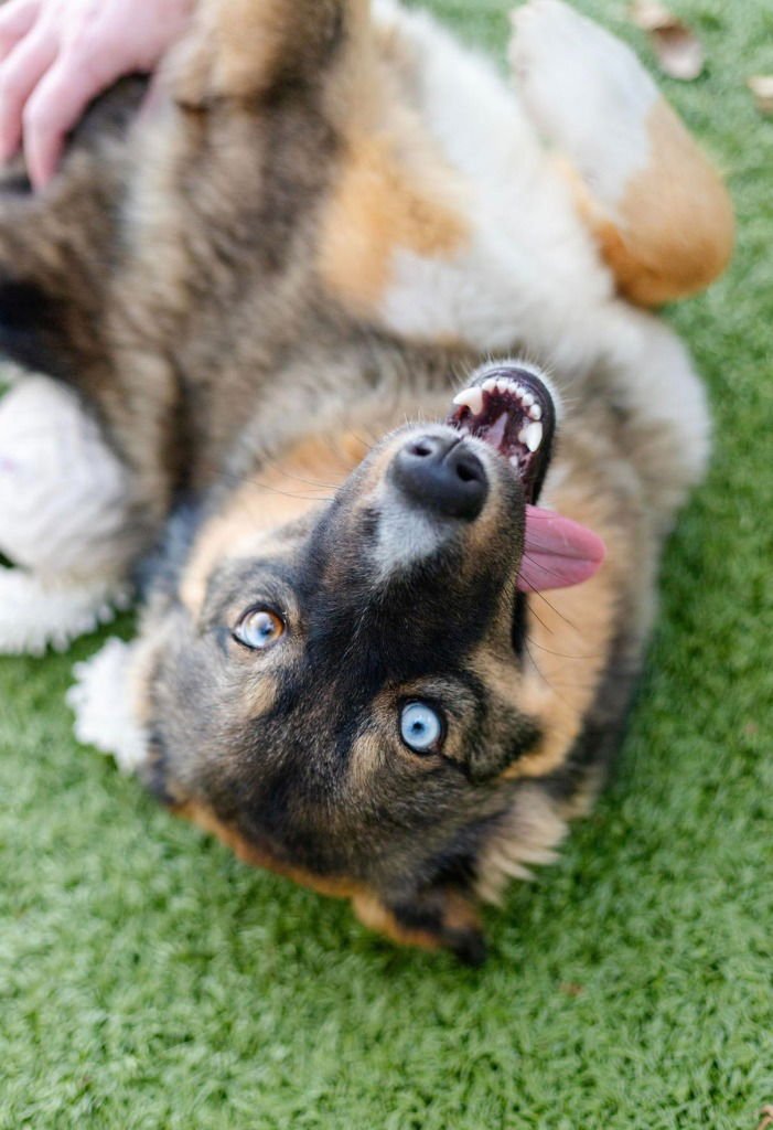 NATALIA - Australian Shepherd / Husky available for adoption