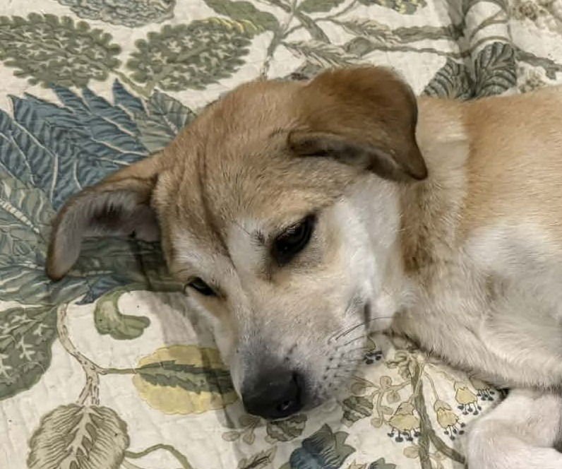 BEYONCE - Retriever / Terrier available for adoption