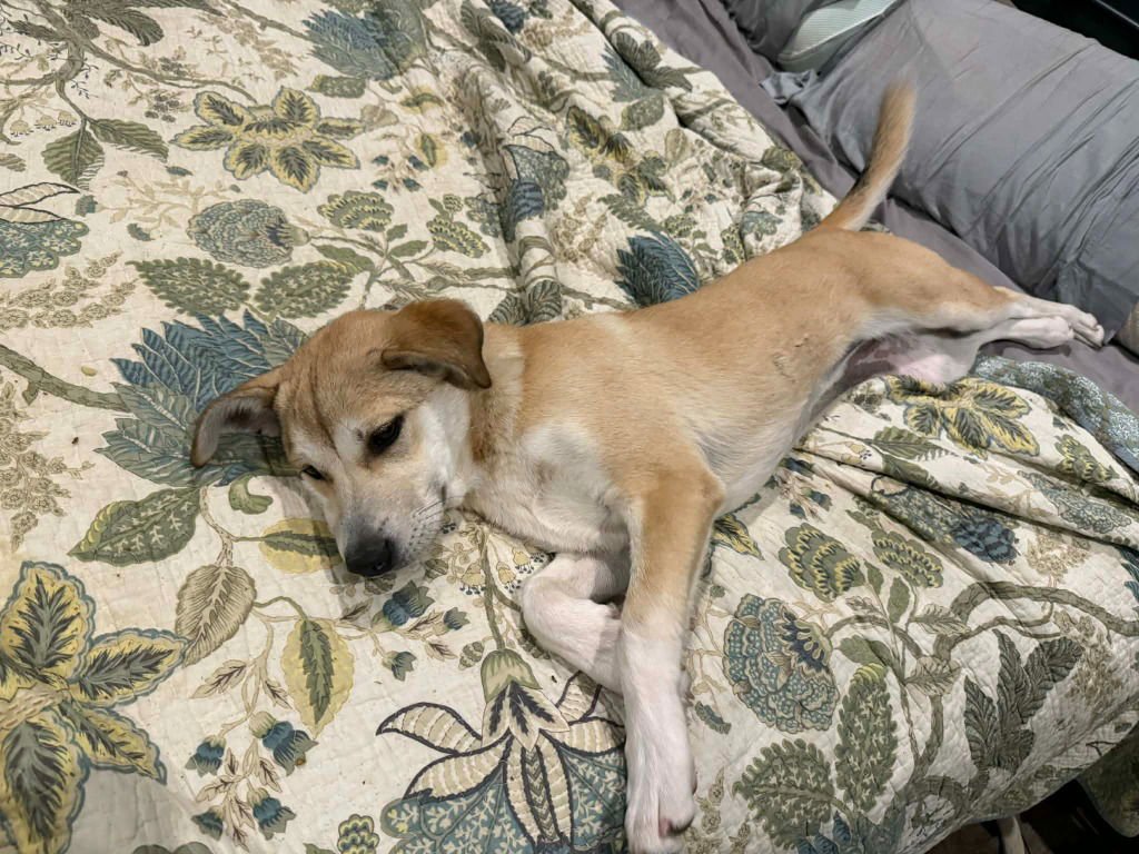 BEYONCE - Retriever / Terrier available for adoption