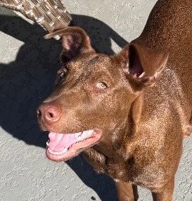 GUS - Labrador Retriever / Terrier available for adoption