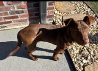 Gus - Photo 2