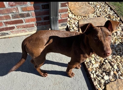 GUS - Labrador Retriever / Terrier available for adoption
