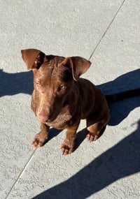 Gus - Photo 3