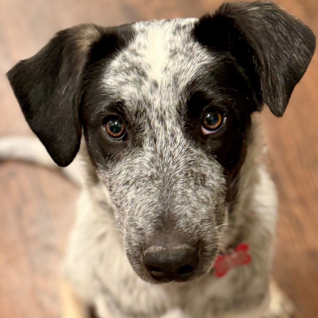 LILAH - Terrier available for adoption