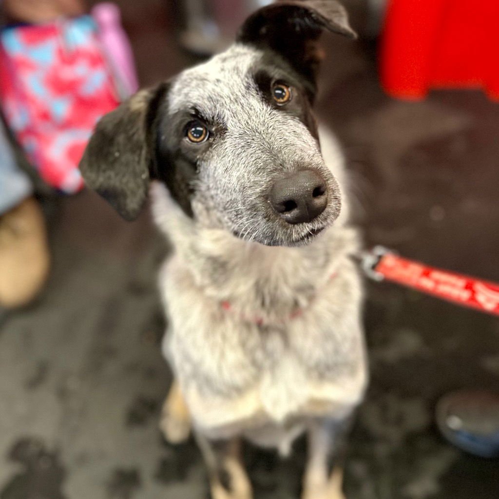 LILAH - Terrier available for adoption