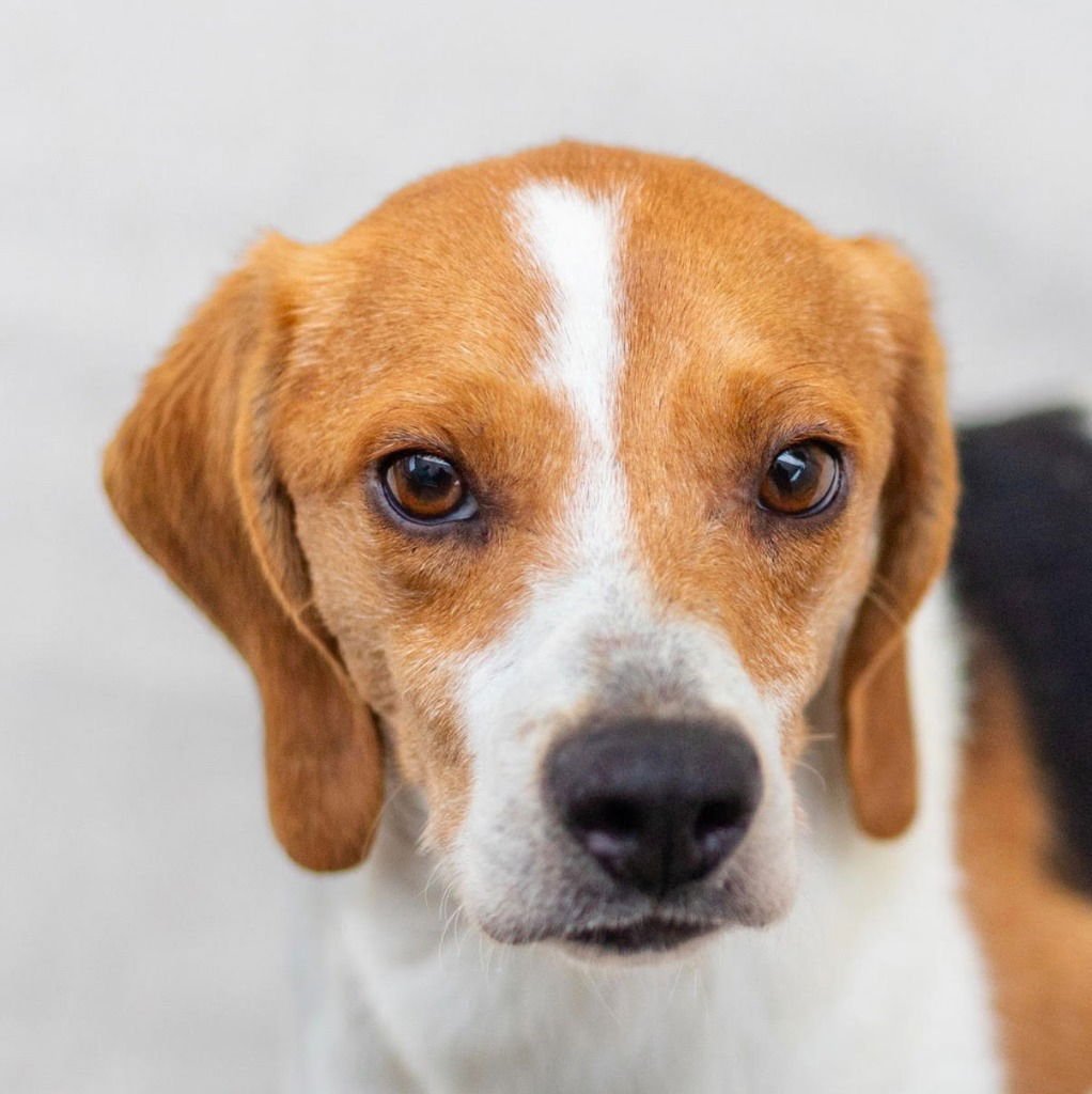 SPENCE - Beagle / Terrier available for adoption