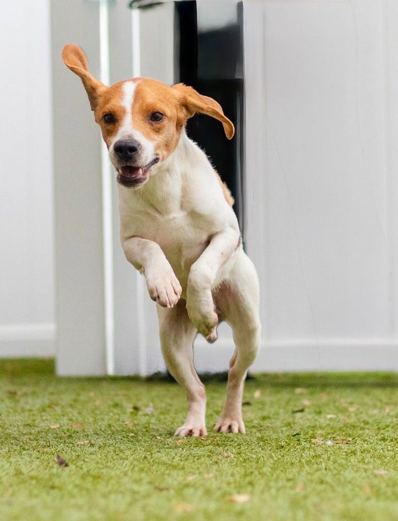 SPENCE - Beagle / Terrier available for adoption