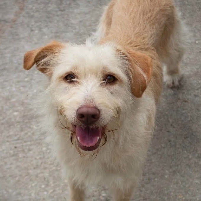 ZOIE - Wheaten Terrier / Terrier available for adoption