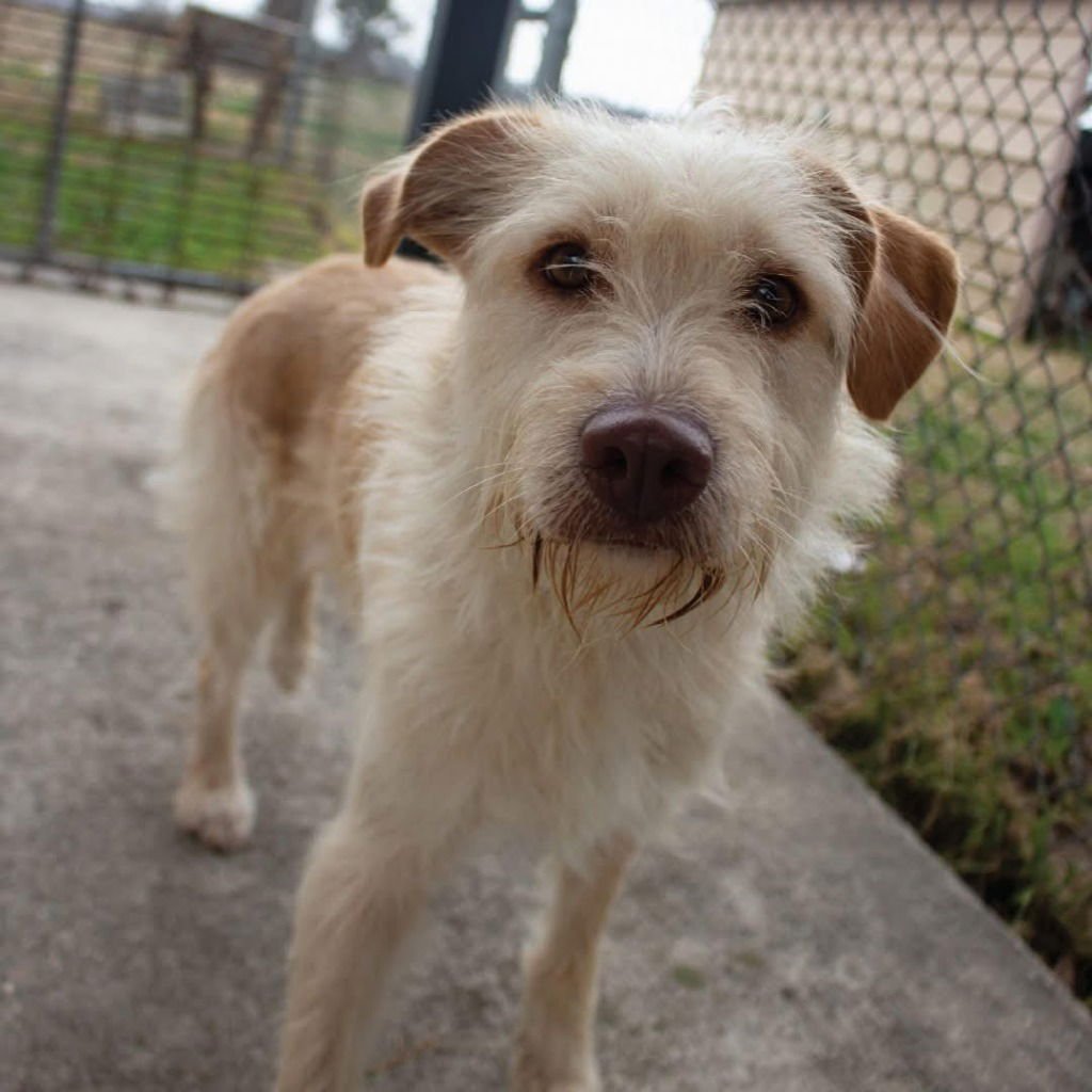 ZOIE - Wheaten Terrier / Terrier available for adoption