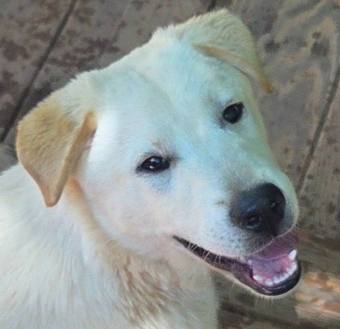 Queso Image