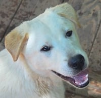 Queso - Photo 1
