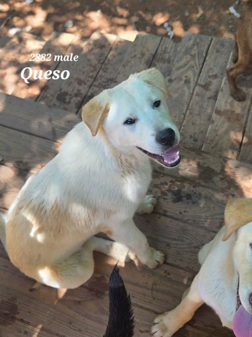 QUESO - Retriever / Terrier available for adoption