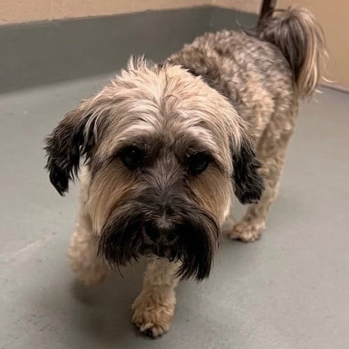 KOKO - Shih Tzu available for adoption