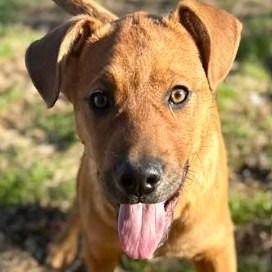 BOBBY - Hound / Terrier available for adoption