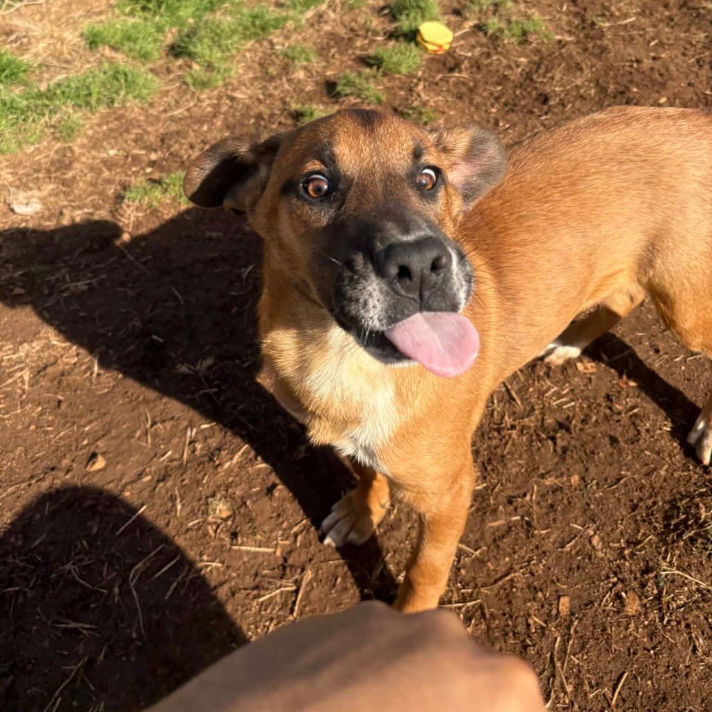 BOBBY - Hound / Terrier available for adoption