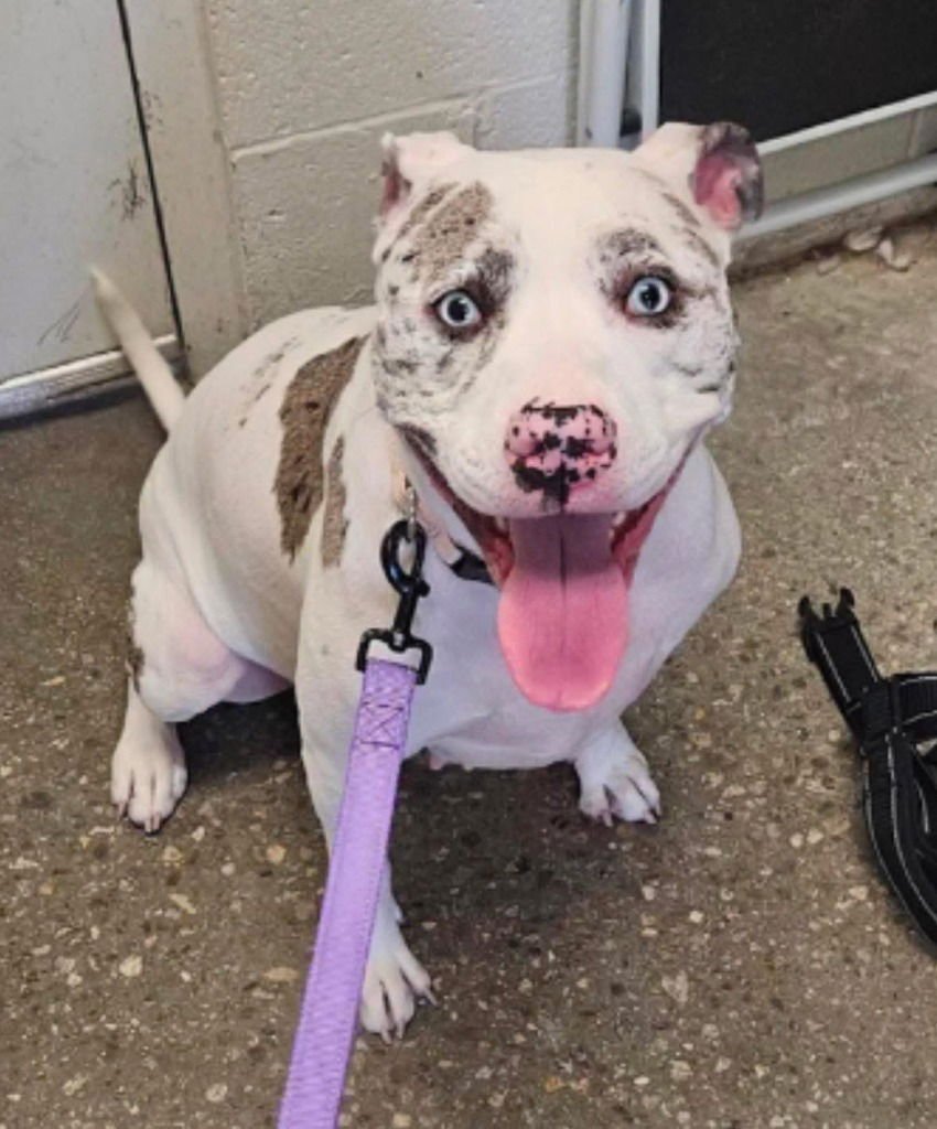 TRIXIE2 - Pit Bull Terrier / Terrier available for adoption