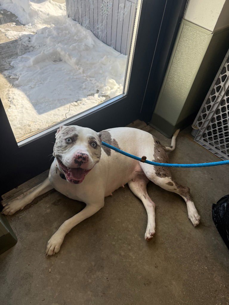 TRIXIE2 - Pit Bull Terrier / Terrier available for adoption