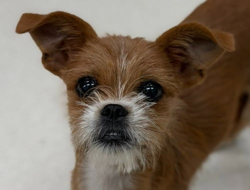 AMELIA - Chihuahua / Brussels Griffon available for adoption