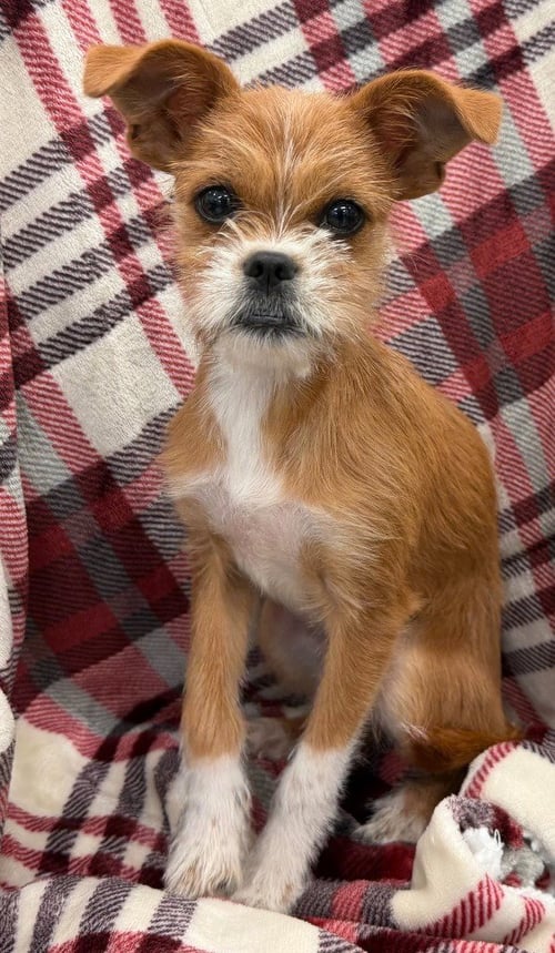 AMELIA - Chihuahua / Brussels Griffon available for adoption