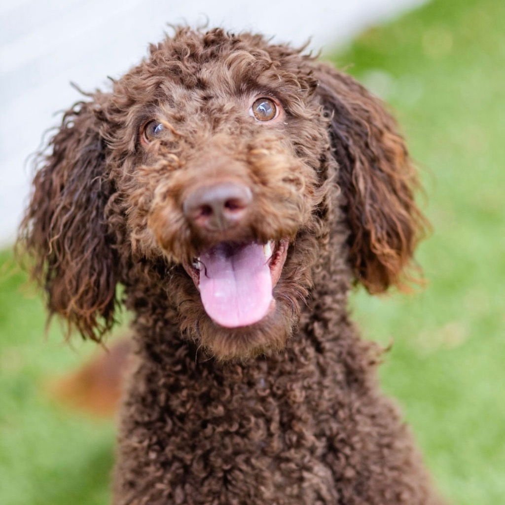 HERSHEY - Poodle (unknown type) / Terrier available for adoption