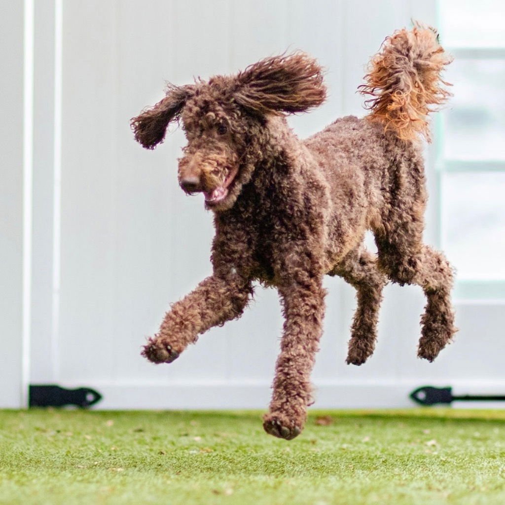 HERSHEY - Poodle (unknown type) / Terrier available for adoption