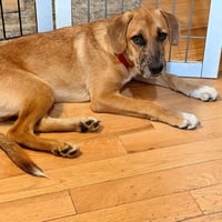 Slinky - Photo 4