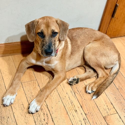 SLINKY - Shepherd / Terrier available for adoption