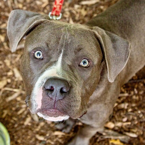 CHONKS - Terrier / Terrier available for adoption