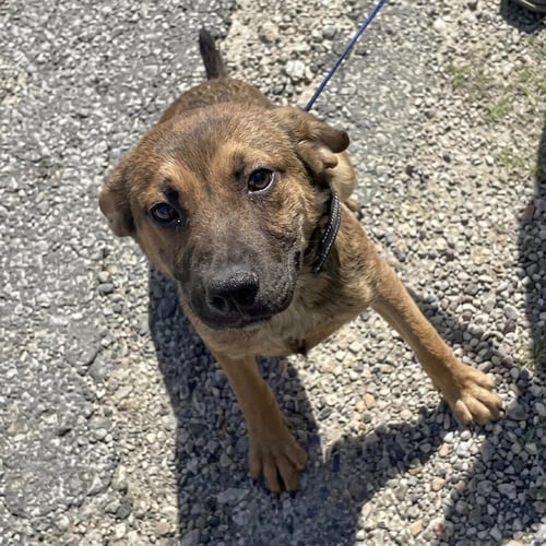 SNICKERS - Shepherd / Terrier available for adoption