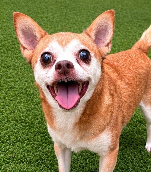 CHARLEY - Chihuahua / Terrier available for adoption