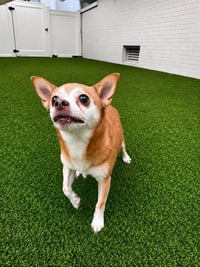 Charley - Photo 4