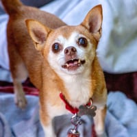 Charley - Photo 3