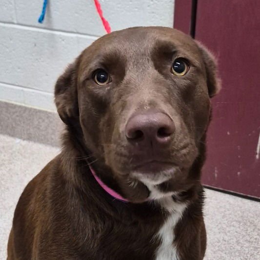 STATIC - Chocolate Labrador Retriever / Terrier available for adoption