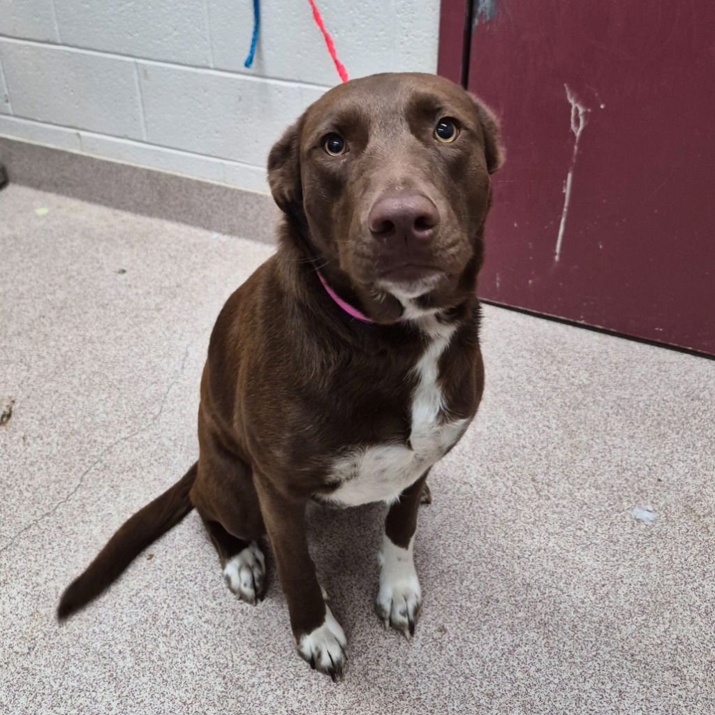 STATIC - Chocolate Labrador Retriever / Terrier available for adoption